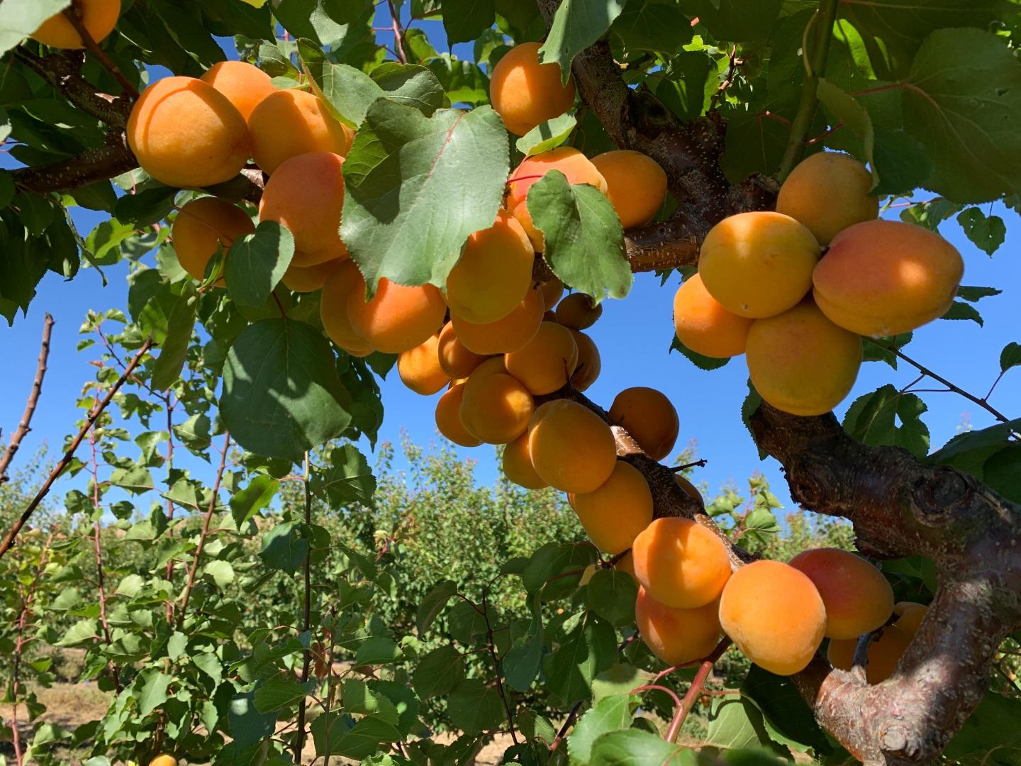 1320 Spring Grove Road Hollister, CA 95023 - Photo 45 of 51 a bathroom with blue and blue flowers