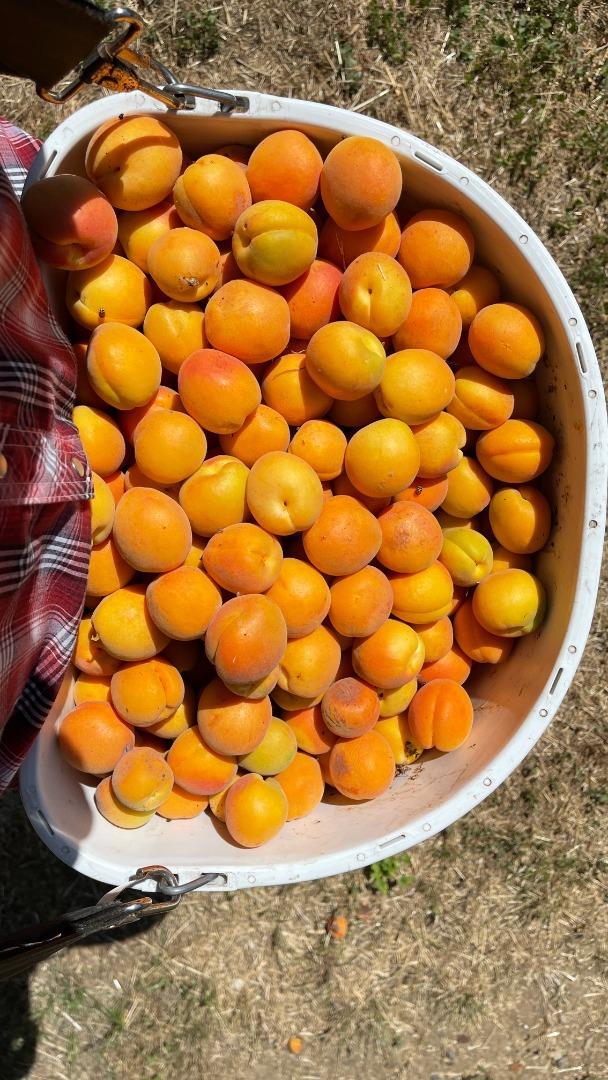 1320 Spring Grove Road Hollister, CA 95023 - Photo 48 of 51 a view of a basket ball