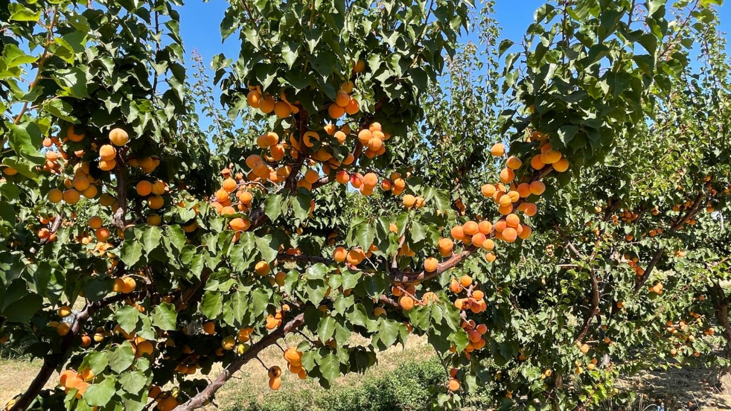 1320 Spring Grove Road Hollister, CA 95023 - Photo 49 of 51 a view of a tree