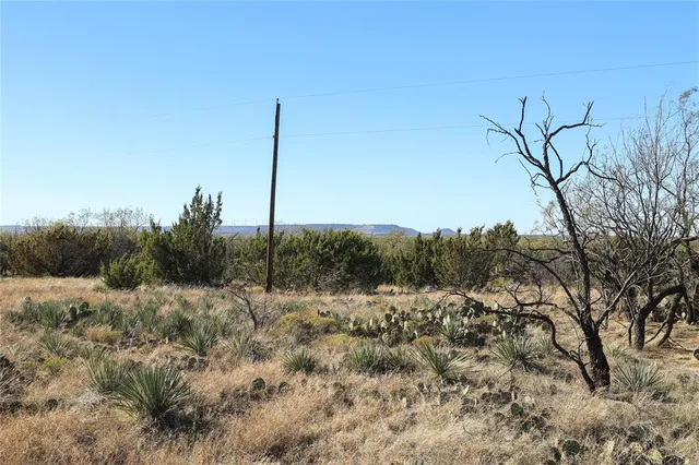 a view of a forest with a tree
