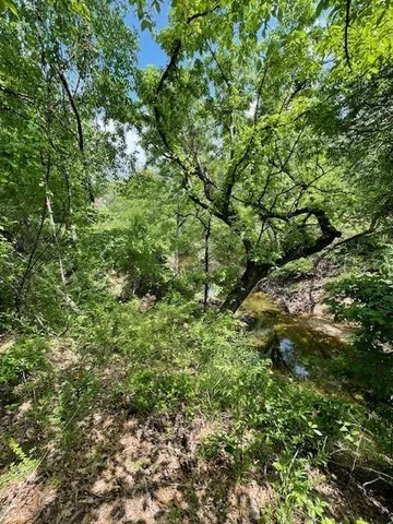 a view of a lush green forest with large trees