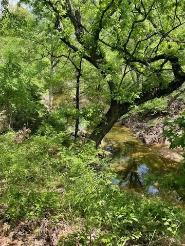 a view of a tree in a yard