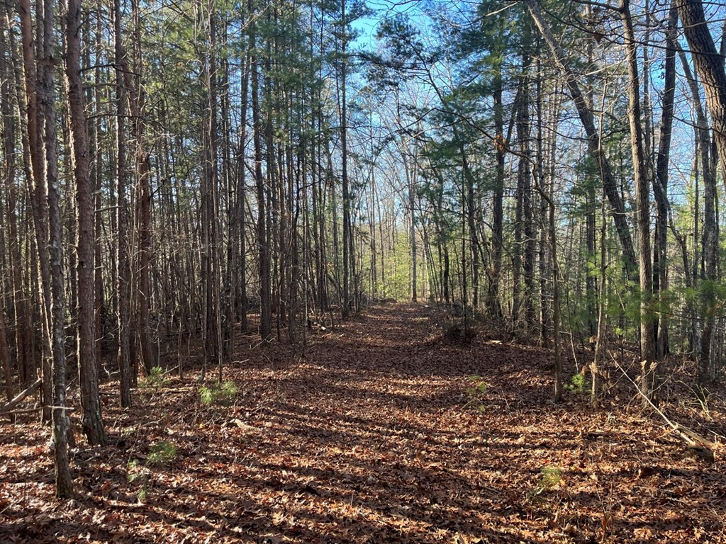 Tbd Cp Crk Road Murphy, NC 28906 - Photo 11 of 14