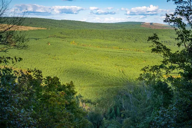 a view of a tree in the middle of a yard
