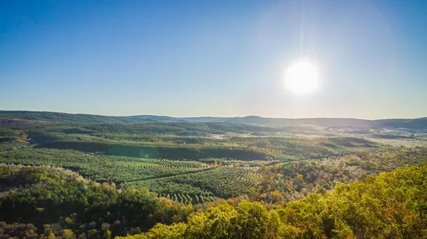 a view of a yard with plants and a tree