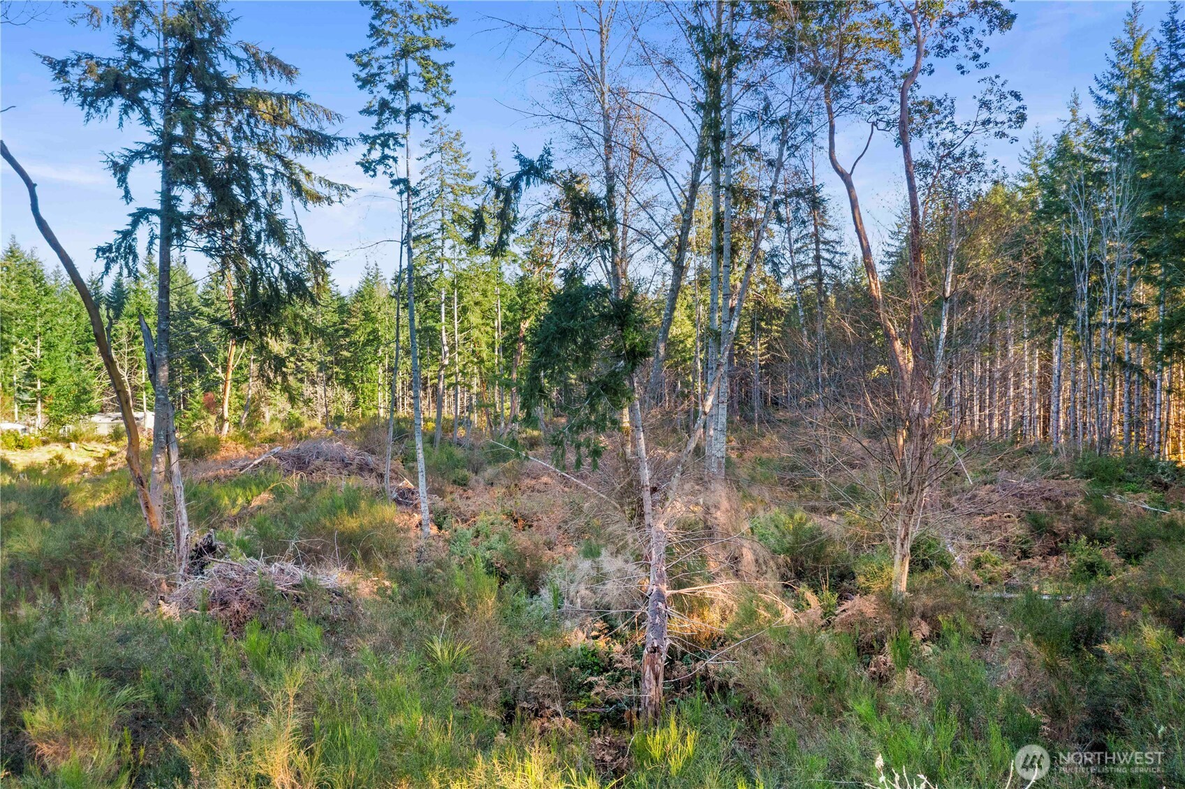 0 East Harstine Island Road South Shelton, WA 98584 - Photo 5 of 20 a view of a yard with plants and trees