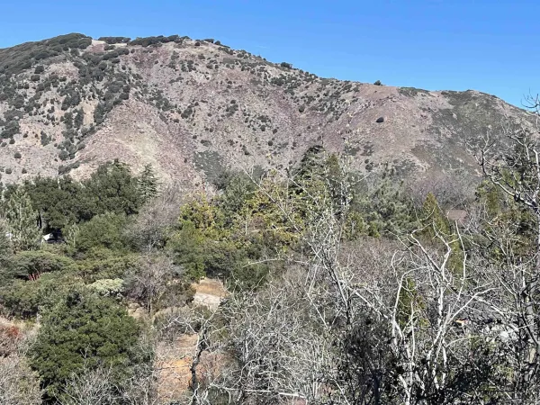 a view of a dry field with trees in the background