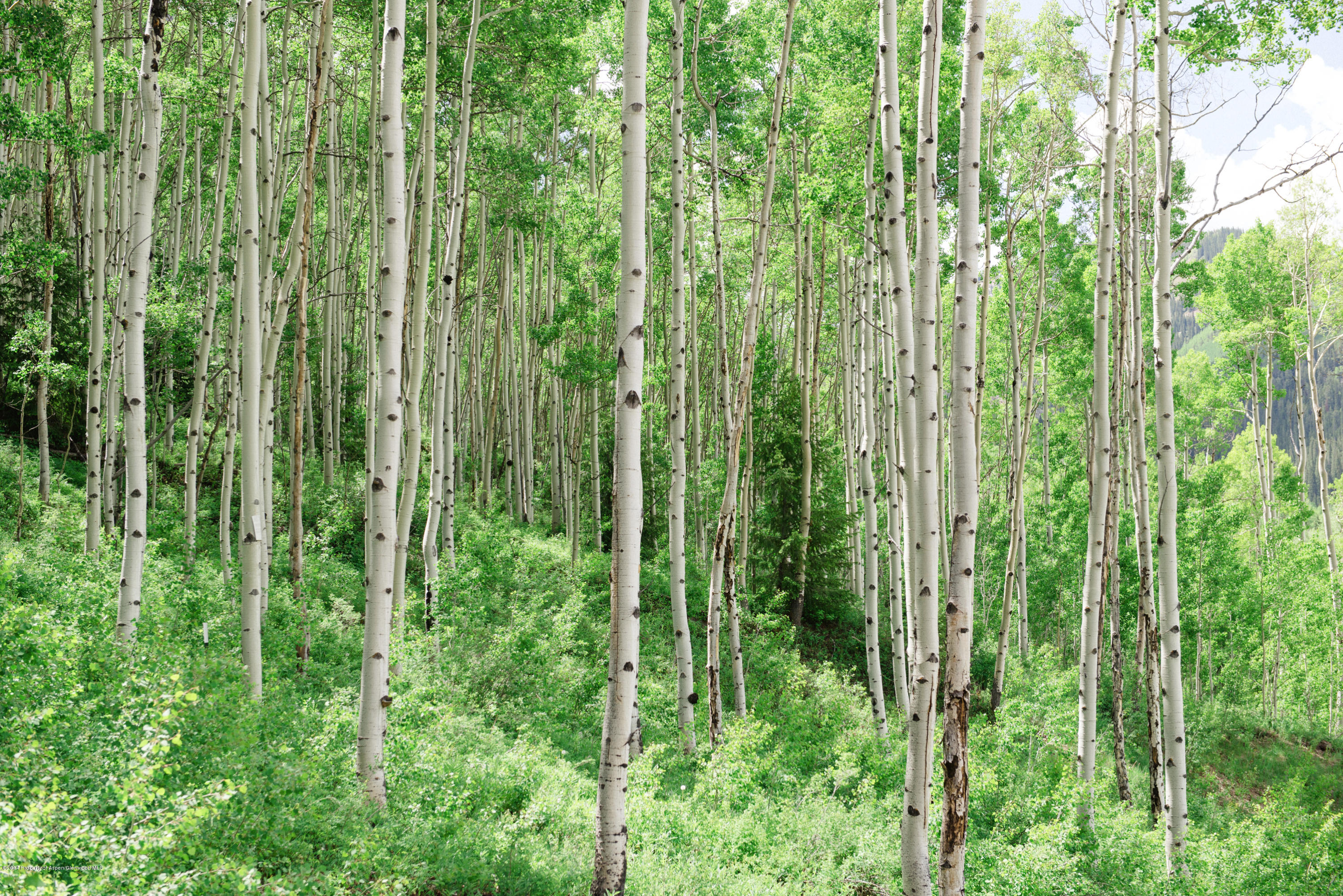 250 Express Creek Road Aspen, CO 81612 - Photo 14 of 40 Aspen forest surrounds building envelope