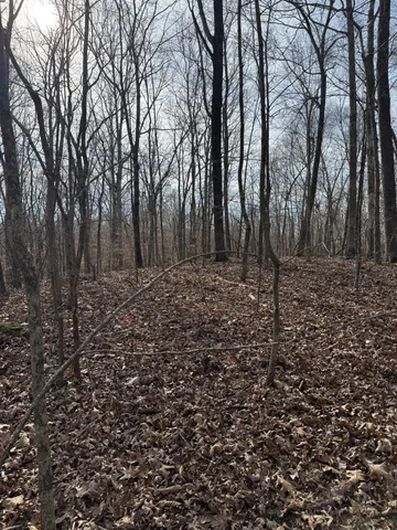 a view of a yard with trees