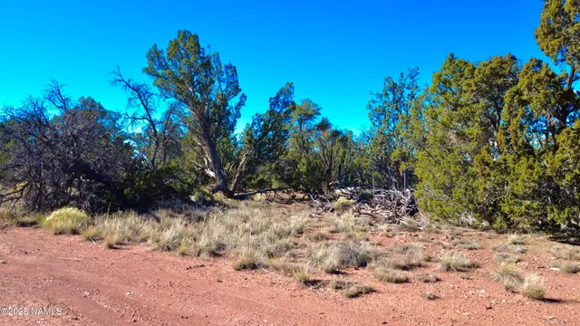a view of a yard with a tree