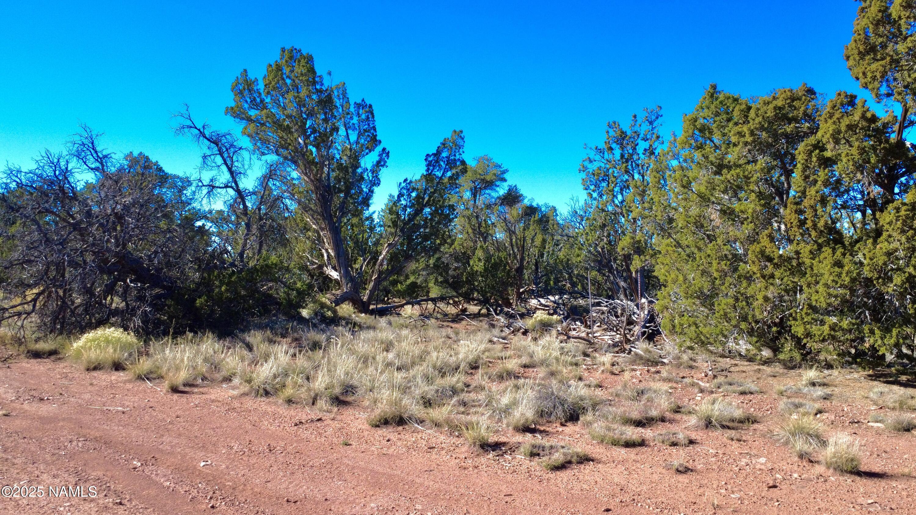 5690 North Cubby Bear Way Williams, AZ 86046 - Photo 4 of 5 a view of a yard with a tree