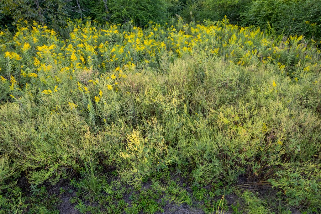 2226 Randall Wade Road Headland, AL 36345 - Photo 17 of 60
