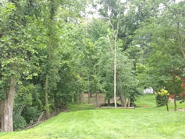 a view of a park with a tree in the background