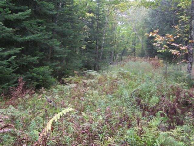 On Big Lake Landing Road Land O'Lakes, WI 54540 - Photo 3 of 3 Gallery Image 3