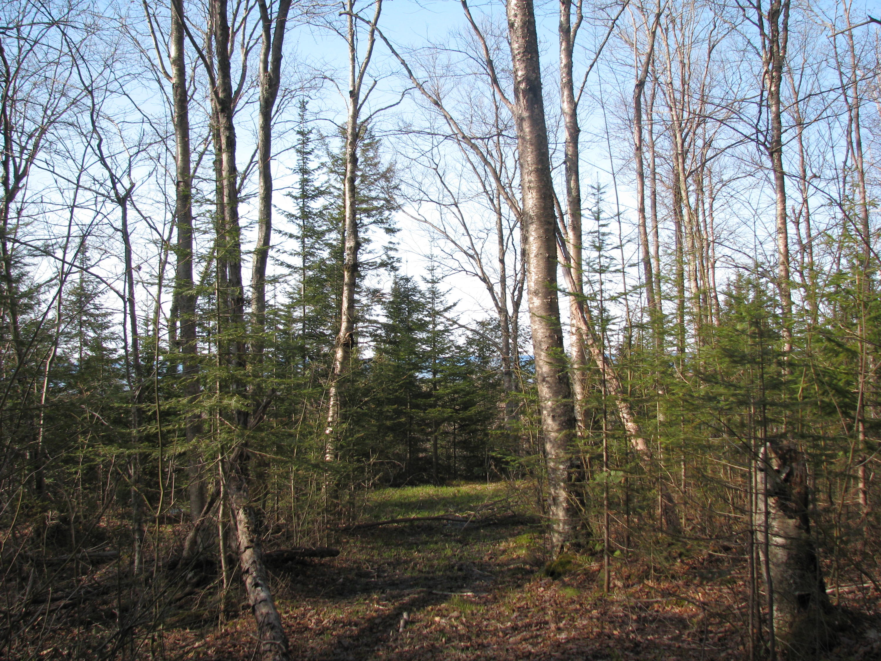 Tbd County Rd H-58 Grand Marais, MI 49839 - Photo 6 of 10 Gallery Image 6