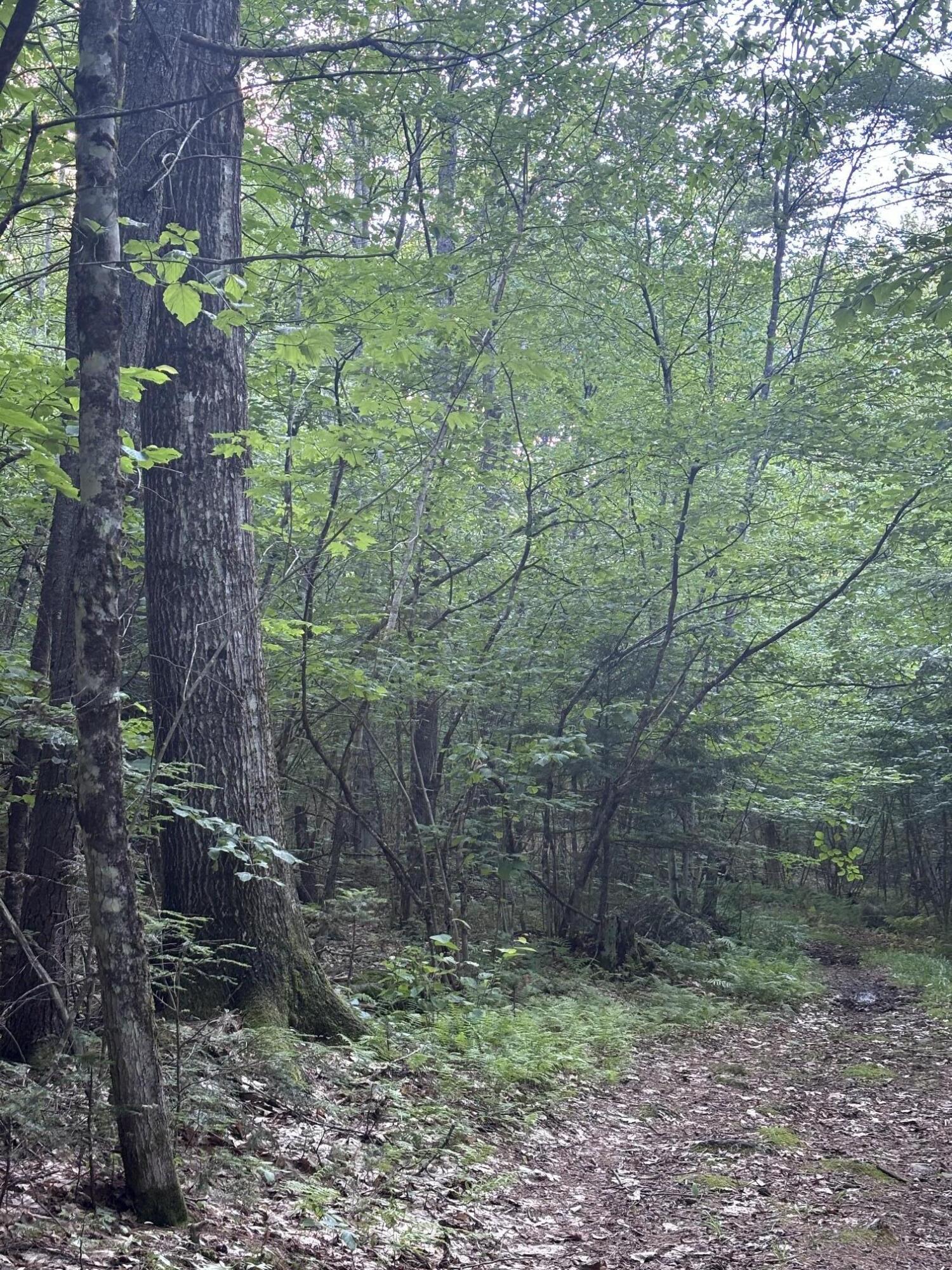 Lot #22 Streaked Mountain Road Buckfield, ME 04220 - Photo 4 of 14 image3
