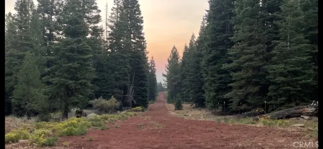 a view of a forest with trees in the background