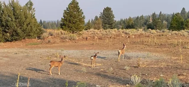 a view of a yard with a tree