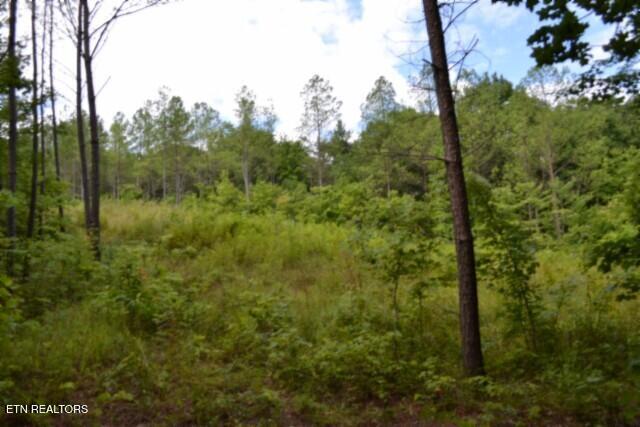 318 Rhodas Way Sunbright, TN 37872 - Photo 35 of 55 DSC_0073