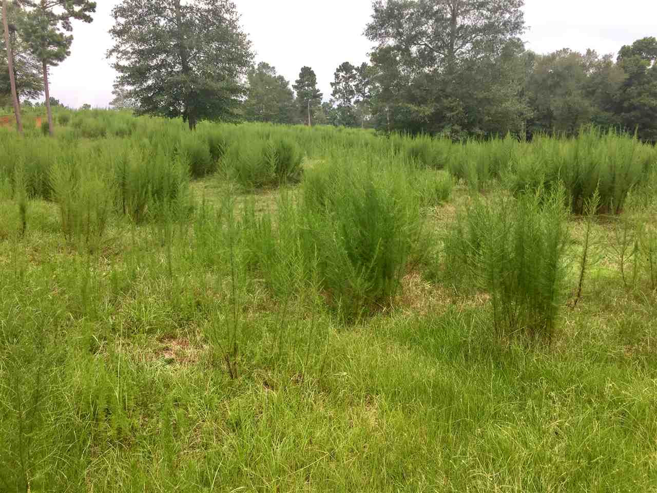 0 New Hope Road Mt Olive, MS 39111 - Photo 4 of 14 Photo 4