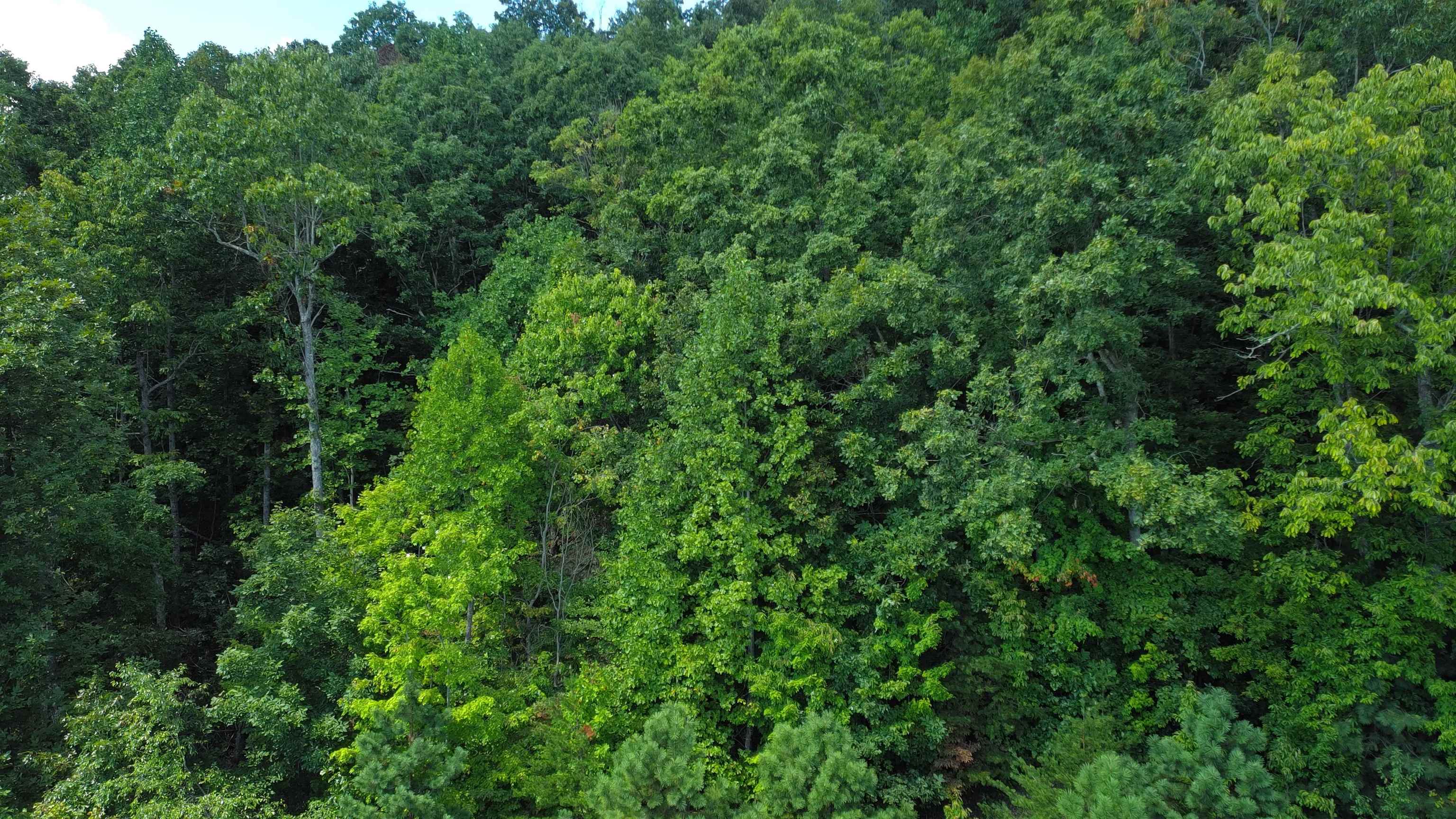 275 Kincaid Pl Mill Spring Mill Spring, NC 28756 - Photo 5 of 27 Gallery Image 5