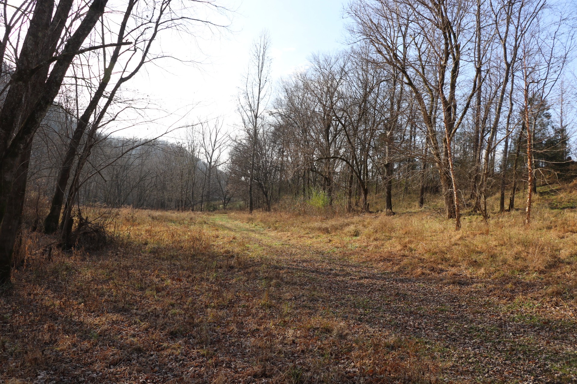 84 Judd Lane Lancaster, TN 38569 - Photo 7 of 33 a view of backyard with green space