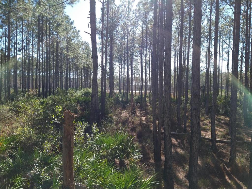 Clyatt Road Chiefland, FL 32626 - Photo 2 of 9 a view of outdoor space and garden