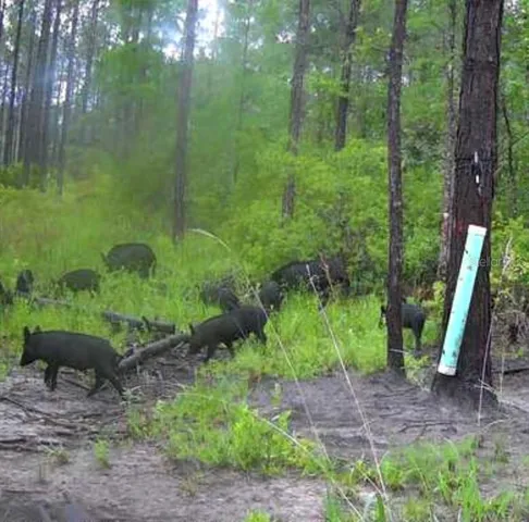 a view of a garden with a tree