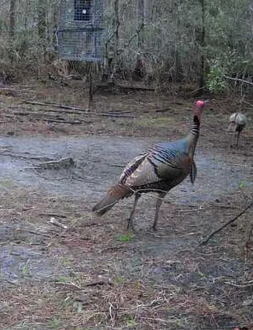 a view of a backyard with chairs