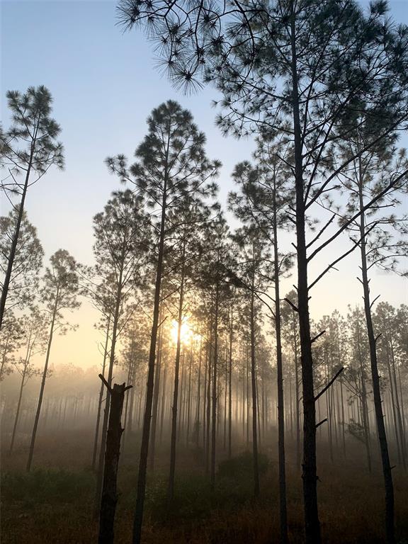 Clyatt Road Chiefland, FL 32626 - Photo 8 of 9 a view of backyard of house with green space