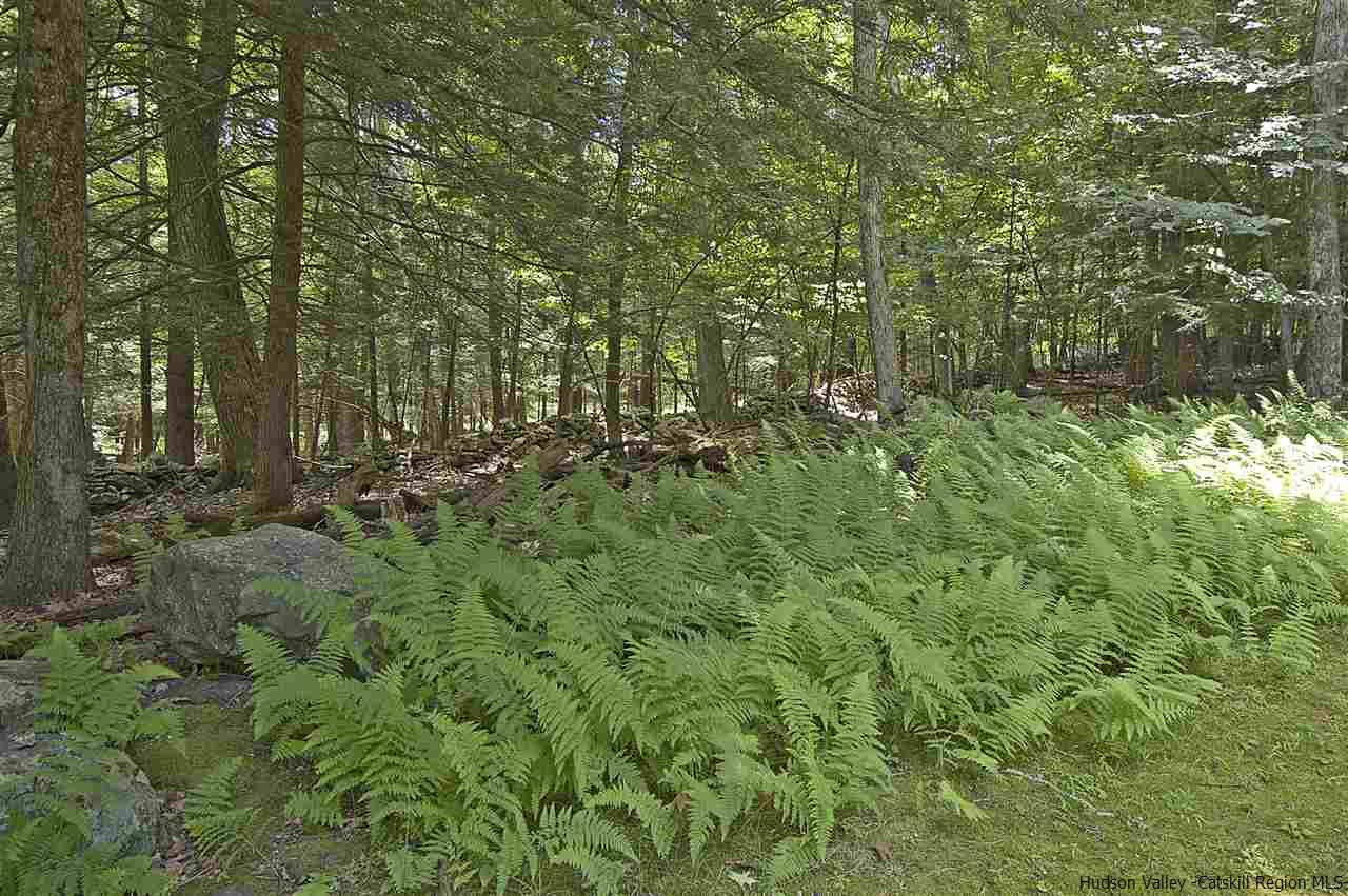 522 Buck Road Stone Ridge, NY 12484 - Photo 27 of 30 a view of a forest with trees in the background