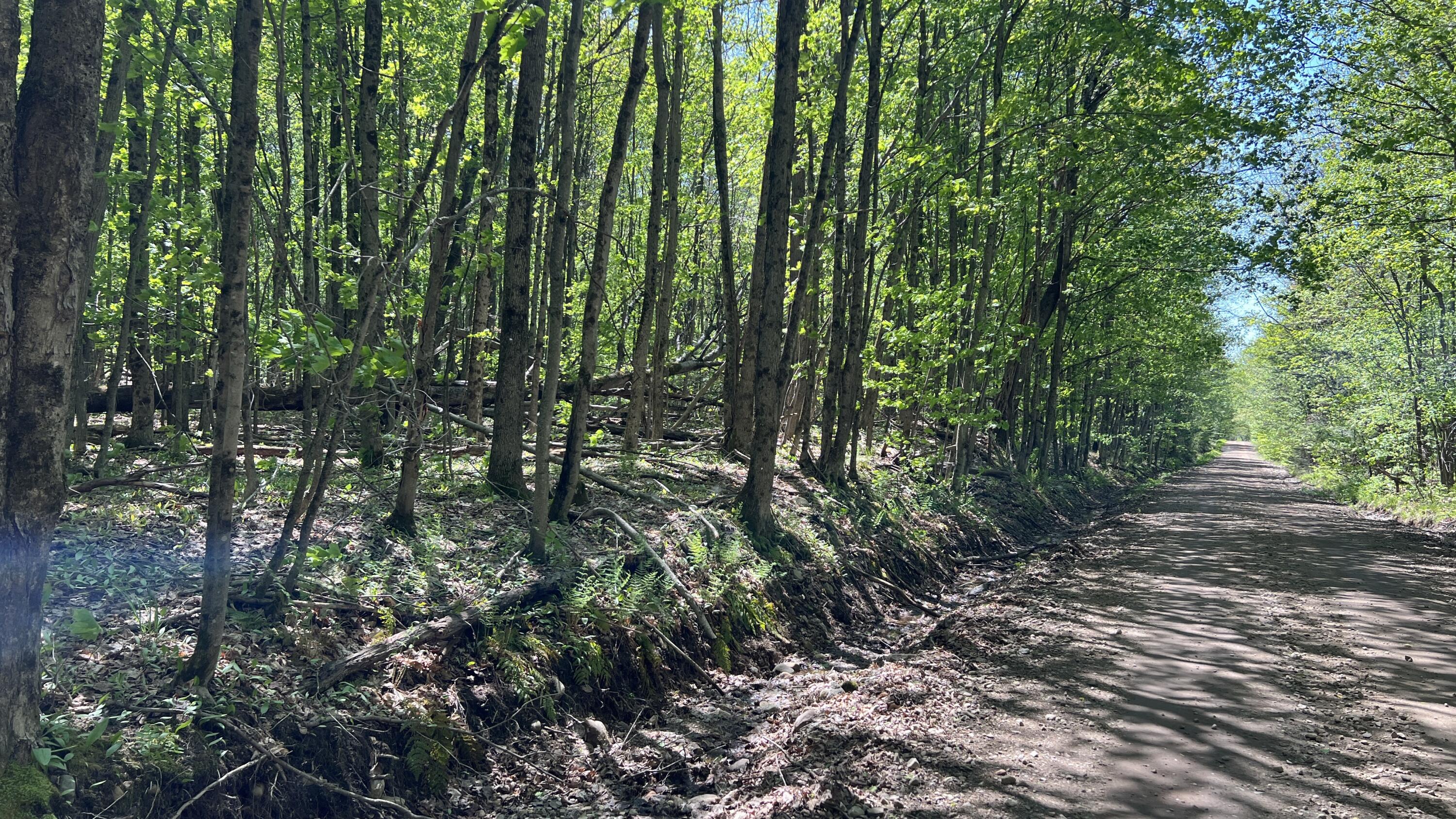 0 French Settlement Road Chateaugay, NY 12920 - Photo 15 of 15 French Settlement Road at eastern boundary of road frontage.