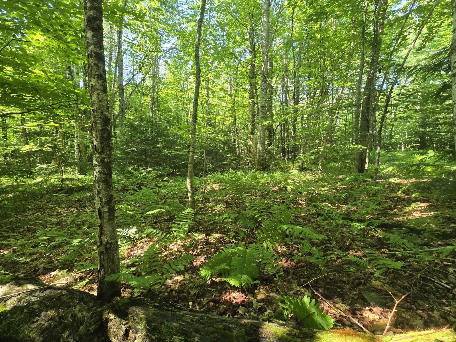 Lot 67 Temple Road Temple, ME 04984 - Photo 34 of 37 20260629_093631