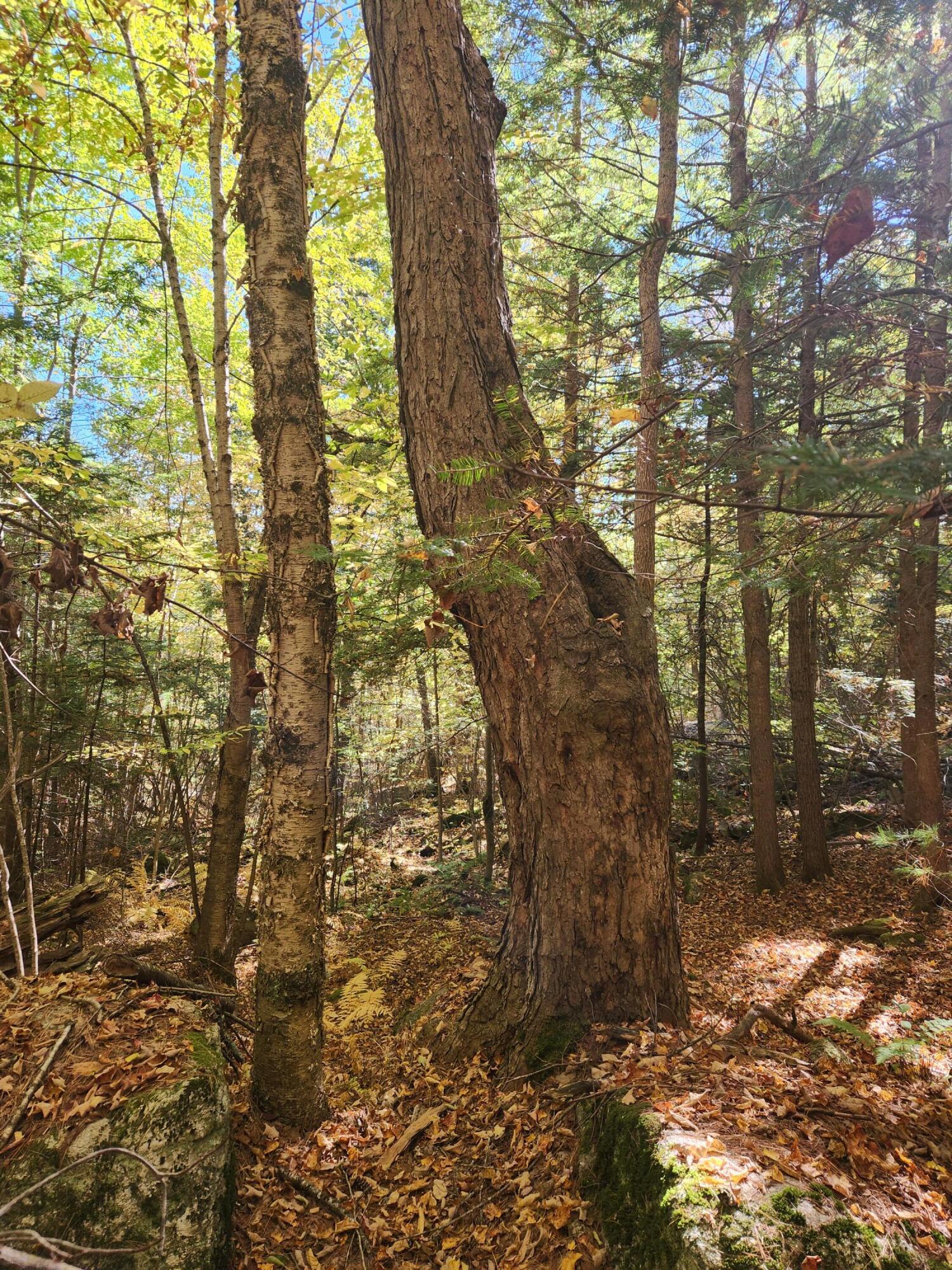 14 D Thomas Hill Road Norway, ME 04268 - Photo 15 of 32 20251002_103419