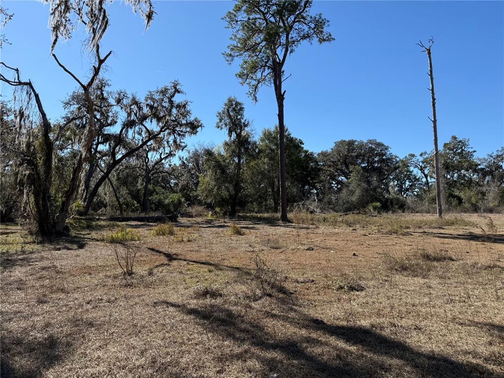 18630 Bradshaw Road Dade City, FL 33523 - Photo 30 of 43 a view of dirt yard with a tree