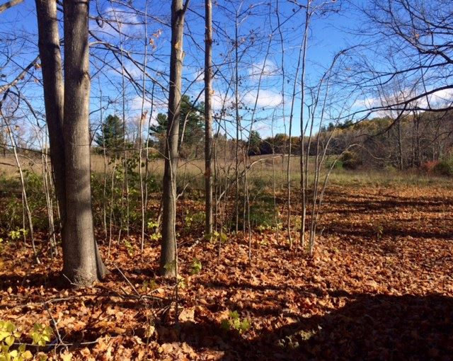 50 North Shore Road Derry, NH 03038 - Photo 6 of 12