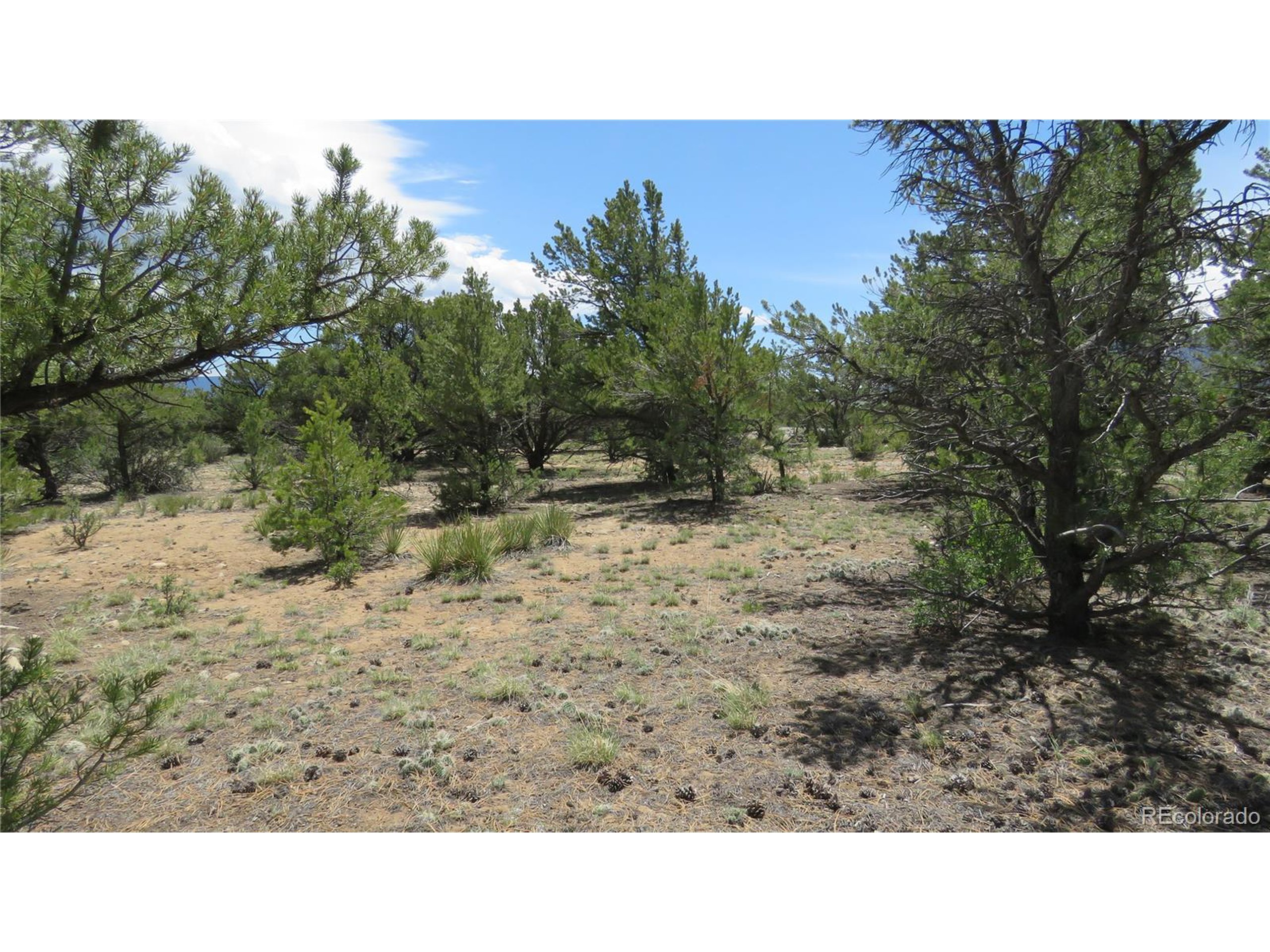 29266 Timber Ridge Buena Vista, CO 81211 - Photo 40 of 44 a open area with trees in the background