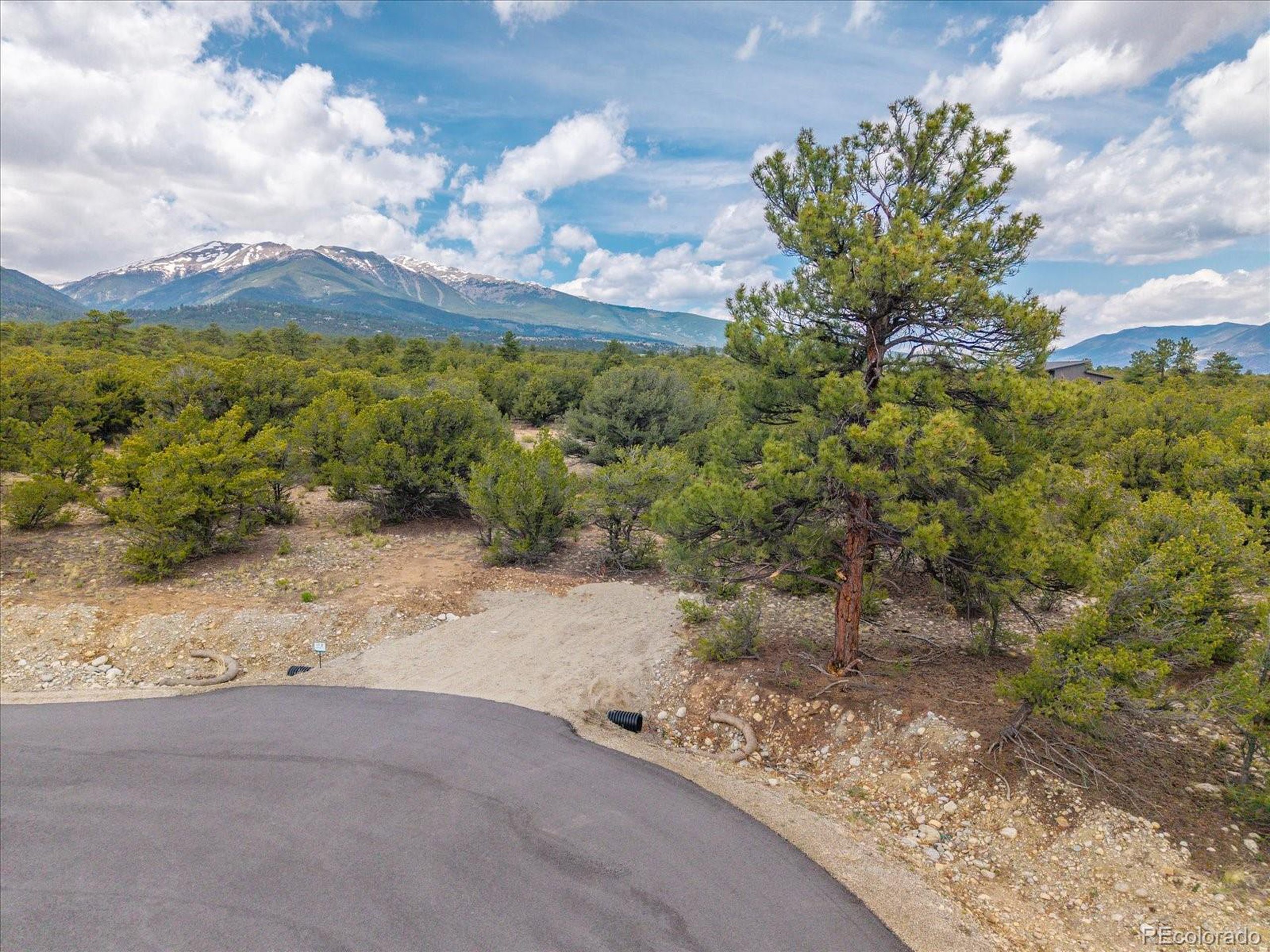 29266 Timber Ridge Buena Vista, CO 81211 - Photo 4 of 44 a view of a yard with a tree