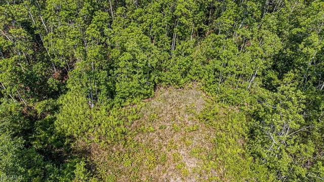 a view of a tree in a yard