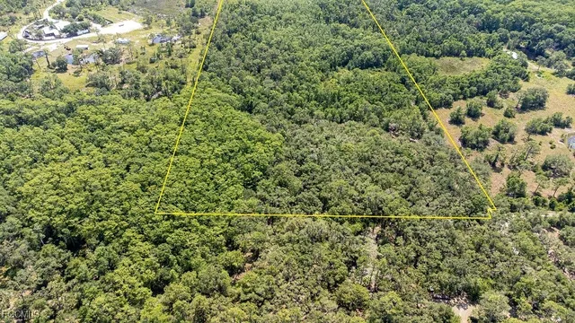 a view of a tree in a yard