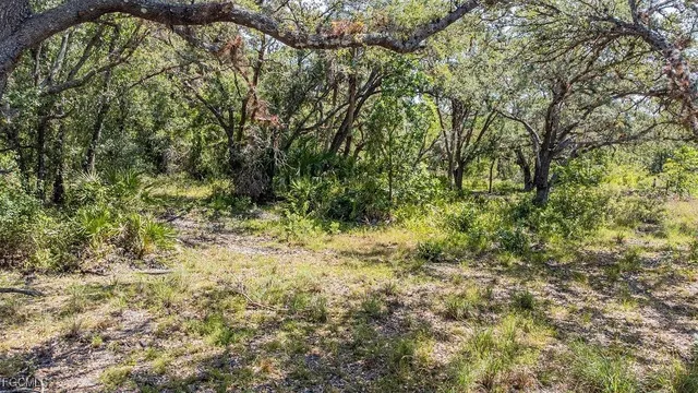 a view of a yard with plants and tree
