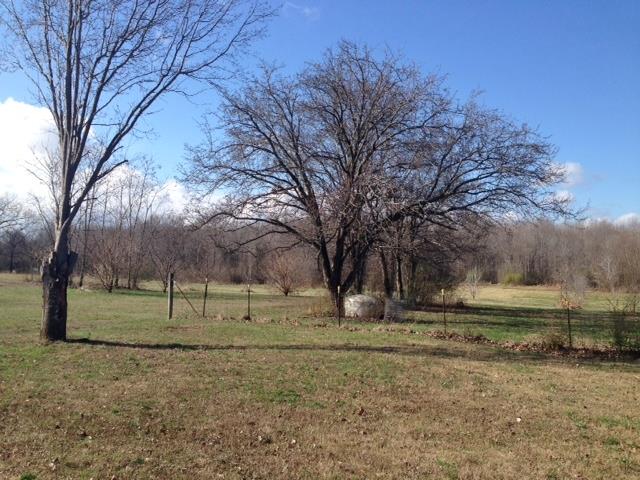 109 Ryans Path Morrison, TN 37357 - Photo 29 of 29 a view of dirt yard with large trees