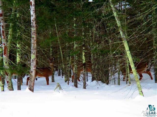 Xxx Reiten Road Mason, WI 54856 - Photo 14 of 19 Gallery Image 14
