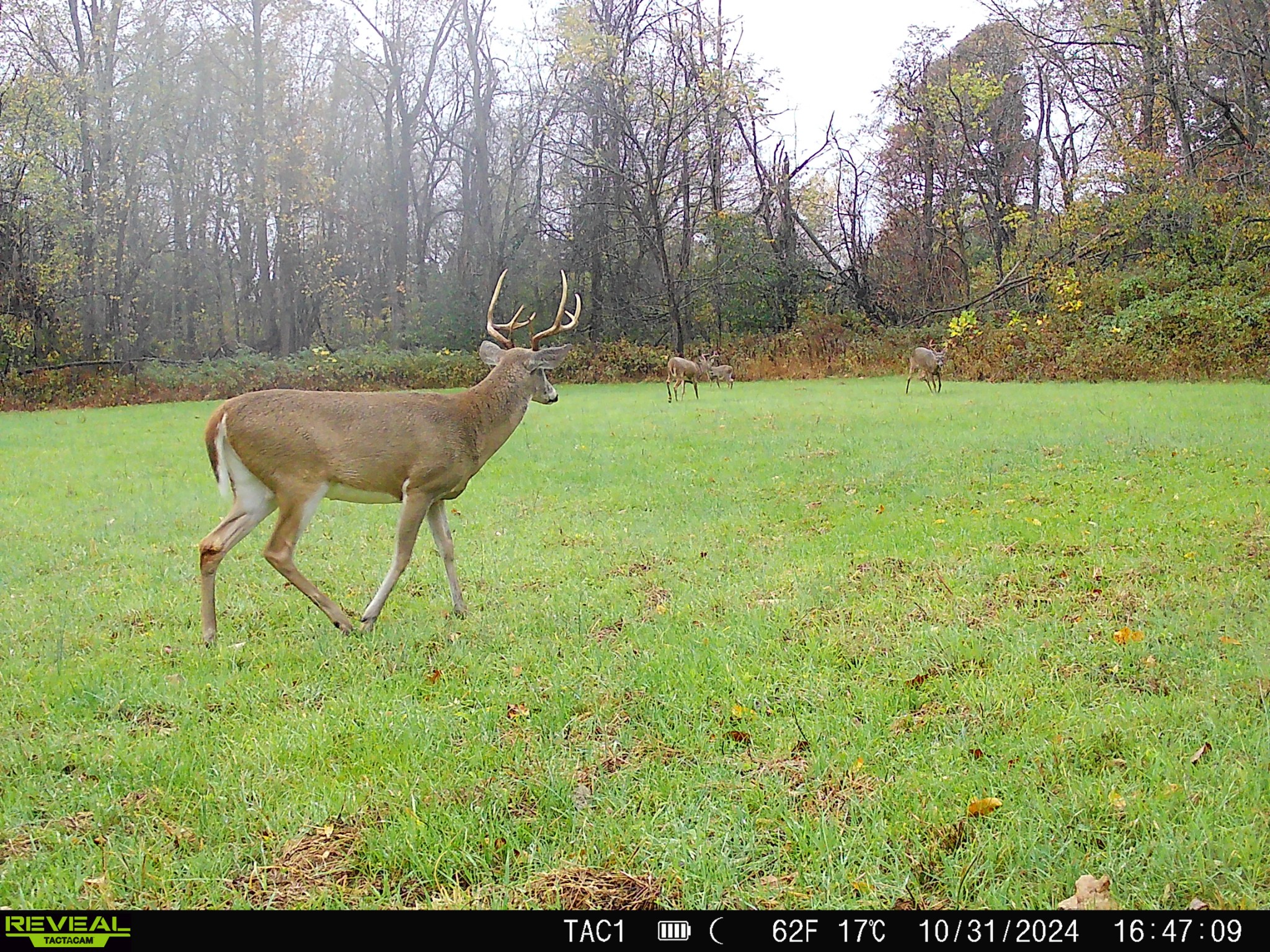 6702 Greenbrier Cemetery Road Greenbrier, TN 37073 - Photo 45 of 48