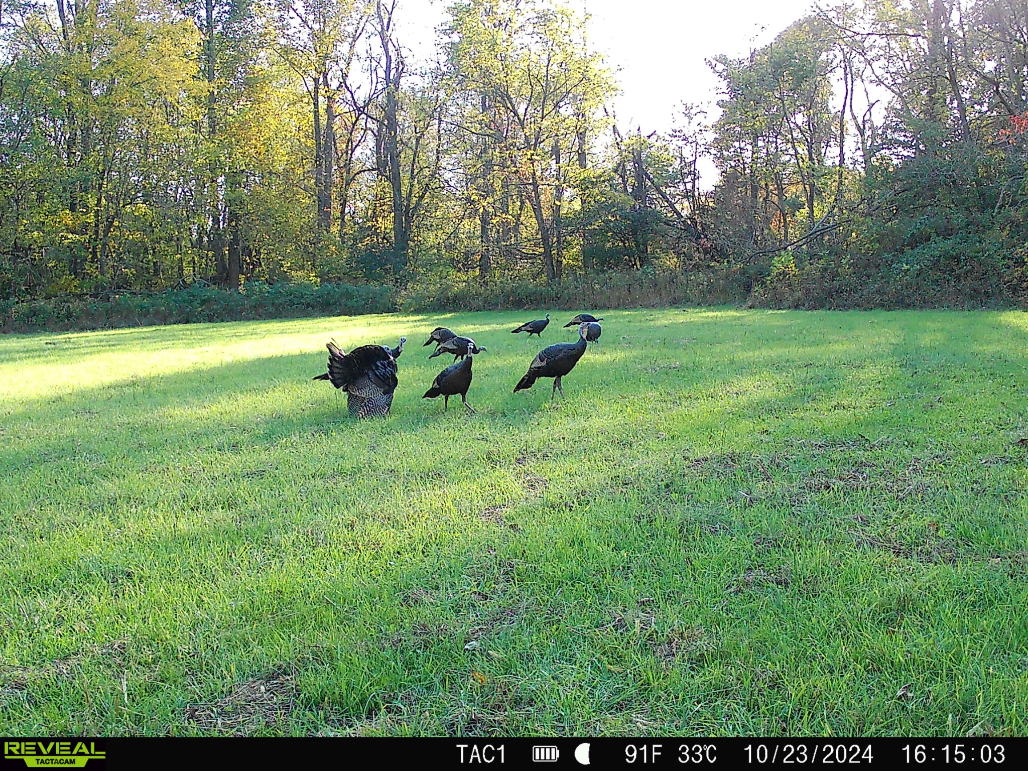 6702 Greenbrier Cemetery Road Greenbrier, TN 37073 - Photo 46 of 48