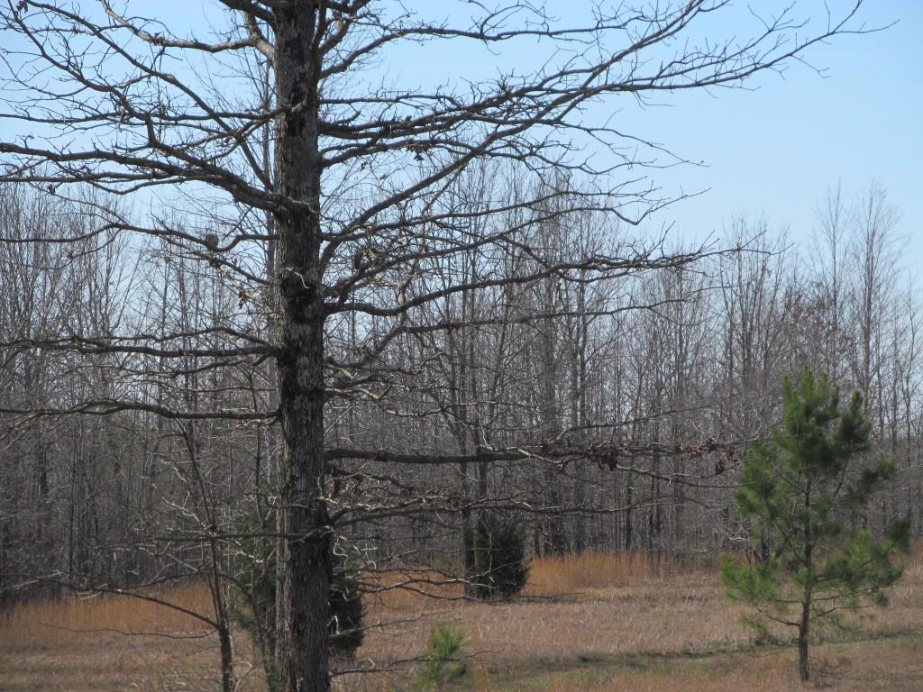 305 Poag Road Hohenwald, TN 38462 - Photo 20 of 27 Gallery Image 20