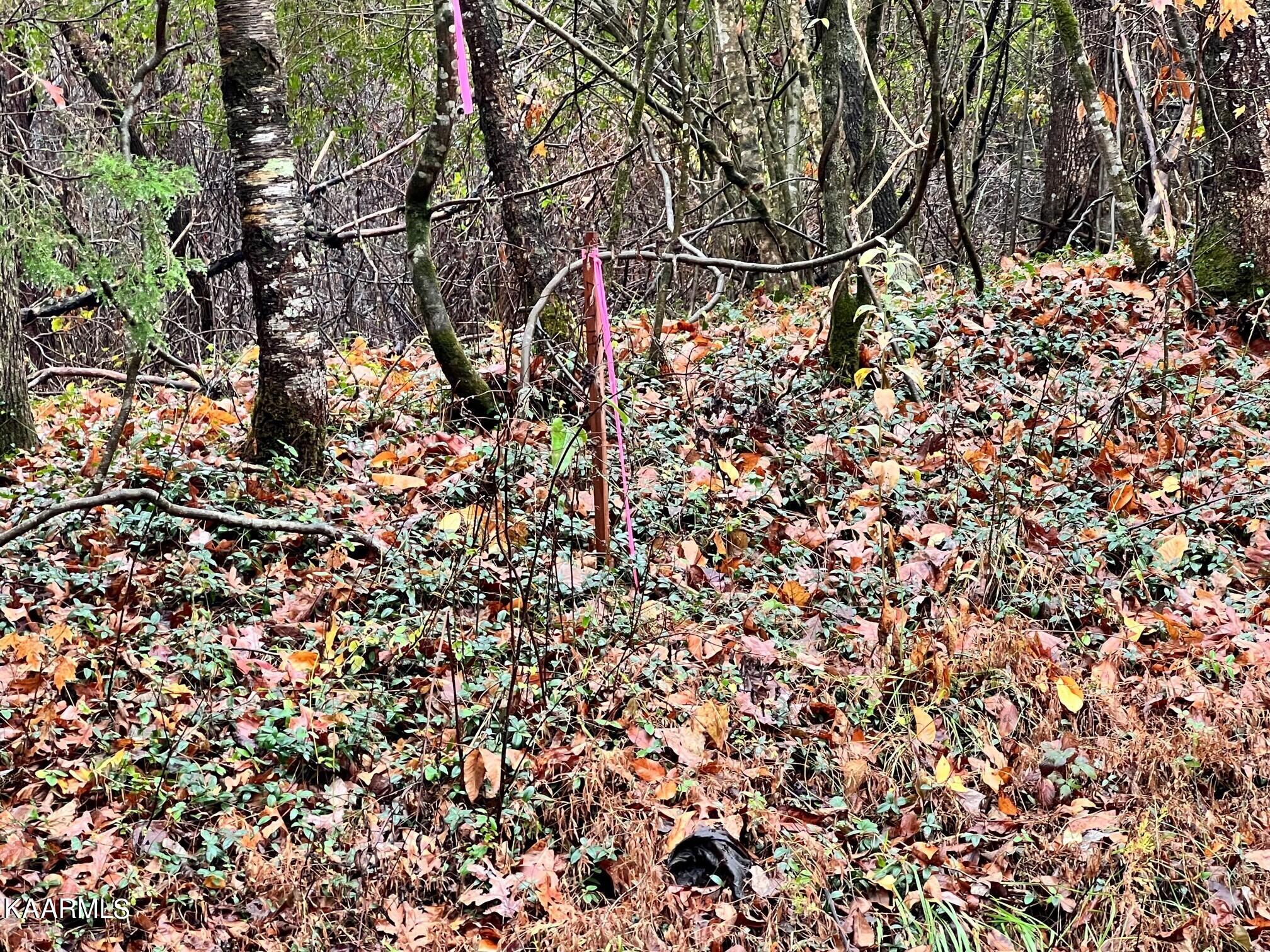 Lot 4 Rayl Hollow Decatur, TN 37322 - Photo 2 of 6 Rh1