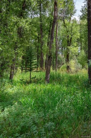 a view of lush green forest