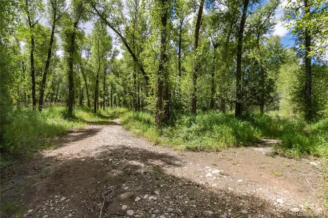 a view of a forest with trees