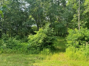 0 Colony Road Dixon, IL 61021 - Photo 3 of 6 a view of a lush green forest